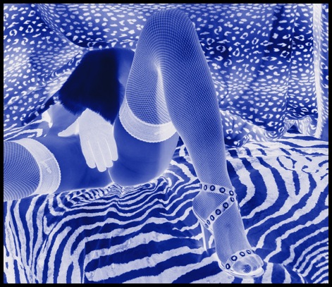 Zebre bleu